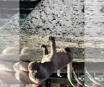 Small Photo #2 Bullmastiff-Cane Corso Mix Puppy For Sale in SACRAMENTO, CA, USA