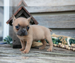 Small Photo #30 French Bulldog Puppy For Sale in BALTIC, OH, USA