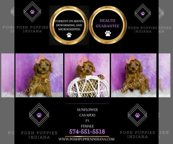 Medium Photo #56 Cavapoo (Miniature) Puppy For Sale in WARSAW, IN, USA
