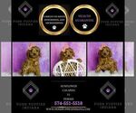 Small Photo #56 Cavapoo (Miniature) Puppy For Sale in WARSAW, IN, USA