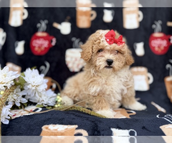 Medium Photo #3 Bichpoo Puppy For Sale in LAKELAND, FL, USA
