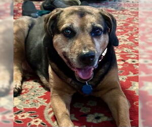 Abby - Awesome Girl! - Female Mutt Dog for Adoption - Photo #8