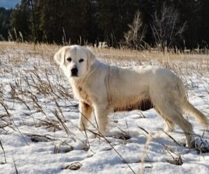 Mother of the English Cream Golden Retriever puppies born on 10/15/2025