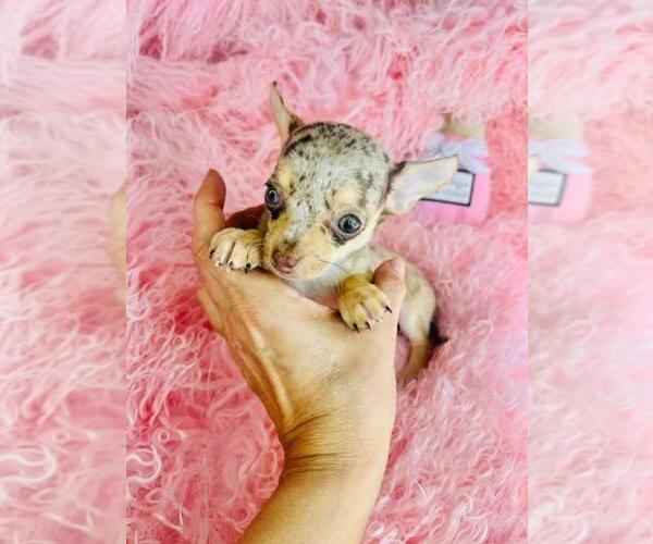 Medium Photo #15 Chihuahua Puppy For Sale in JACKSONVILLE, FL, USA