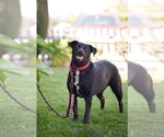Small #18 Carolina Dog-Labrador Retriever Mix