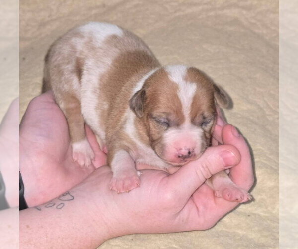 Medium Photo #5 American Pit Bull Terrier-Catahoula Leopard Dog Mix Puppy For Sale in Frankenmuth, MI, USA