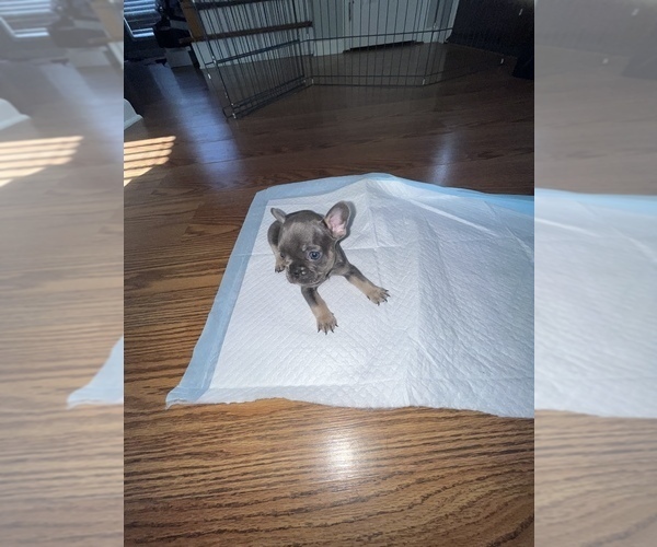 Medium Photo #14 French Bulldog Puppy For Sale in FAYETTEVILLE, NC, USA