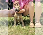 Small #1 Cane Corso