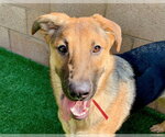 Small German Shepherd Dog Mix