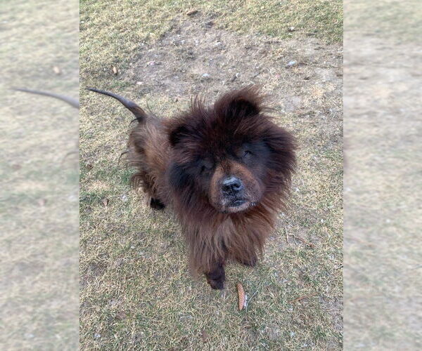 Medium Photo #4  Puppy For Sale in , 