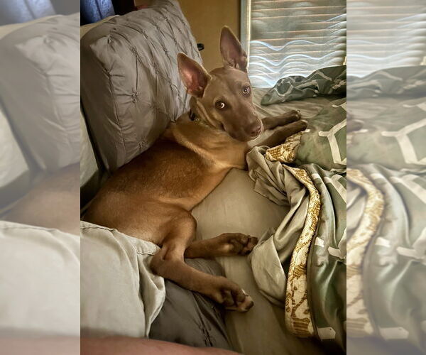 Medium Photo #20 American Pit Bull Terrier-Huskies  Mix Puppy For Sale in Raleigh, NC, USA