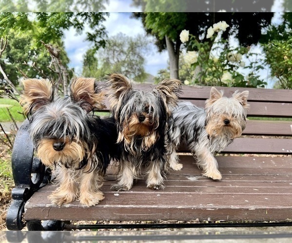 Medium Photo #12 Yorkshire Terrier Puppy For Sale in HAYWARD, CA, USA