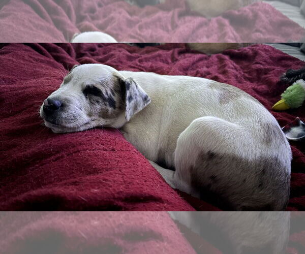 Medium Photo #3 Mutt Puppy For Sale in Aurora, CO, USA