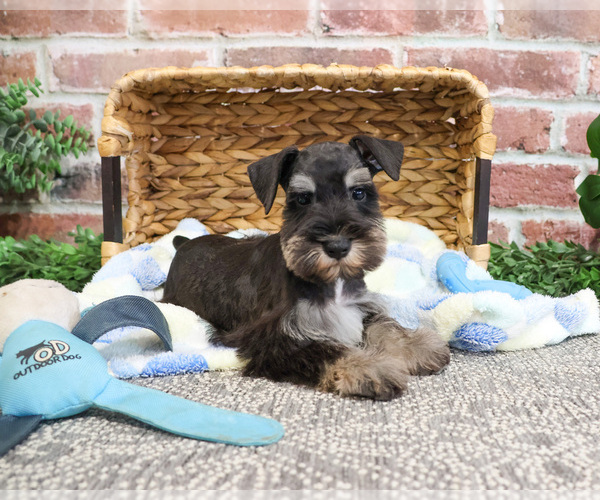 Medium Photo #3 Schnauzer (Miniature) Puppy For Sale in SYRACUSE, IN, USA