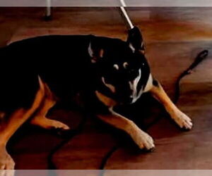 Australian Kelpie-Unknown Mix Dogs for adoption in garner, NC, USA