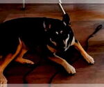 Small Photo #1  Puppy For Sale in , 