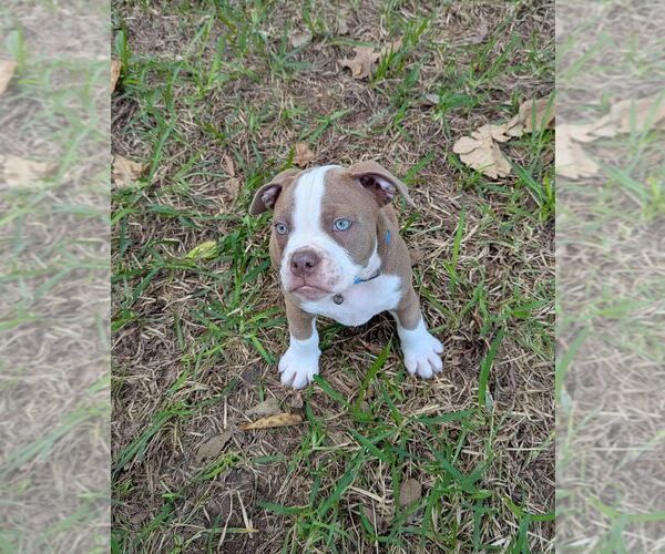 Medium Photo #4 Olde English Bulldogge Puppy For Sale in AUSTIN, TX, USA