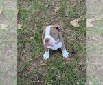 Small #3 Olde English Bulldogge