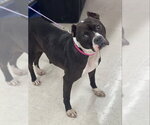 Small #1 Boxer Mix