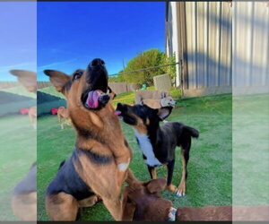 Lorenzo - Male German Shepherd Dog-Unknown Mix Dog for Adoption - Photo #3