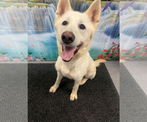 Siberian Husky-Unknown Mix Dogs for adoption in Euless, TX, USA