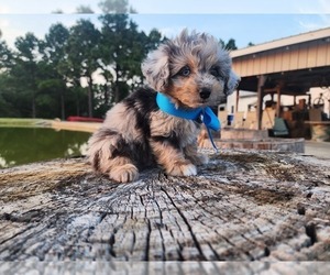 Miniature Australian Shepherd-Poodle (Toy) Mix Puppy for Sale in JONES, Oklahoma USA