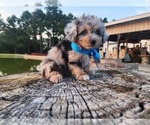 Small Miniature Australian Shepherd-Poodle (Toy) Mix