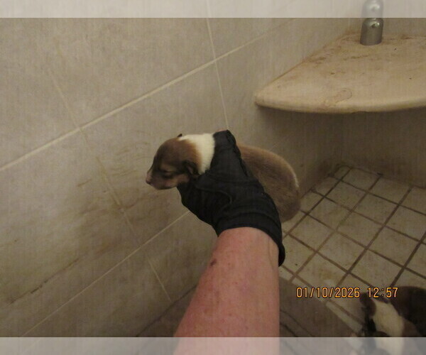 Medium Photo #12 Collie Puppy For Sale in HIGH POINT, NC, USA