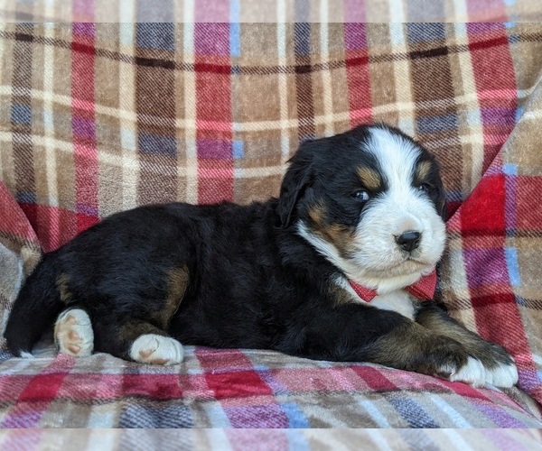 Medium Photo #2 Bernese Mountain Dog Puppy For Sale in DELTA, PA, USA