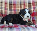 Small Photo #2 Bernese Mountain Dog Puppy For Sale in DELTA, PA, USA