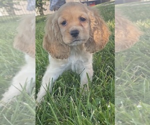 Cocker Spaniel Puppy for sale in CANOGA, NY, USA