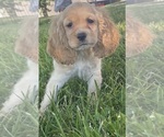 Small Cocker Spaniel