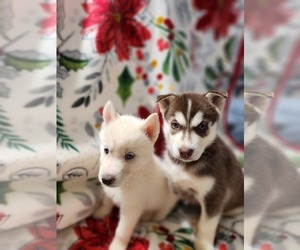 Siberian Husky Puppy for sale in PIEDMONT, SC, USA