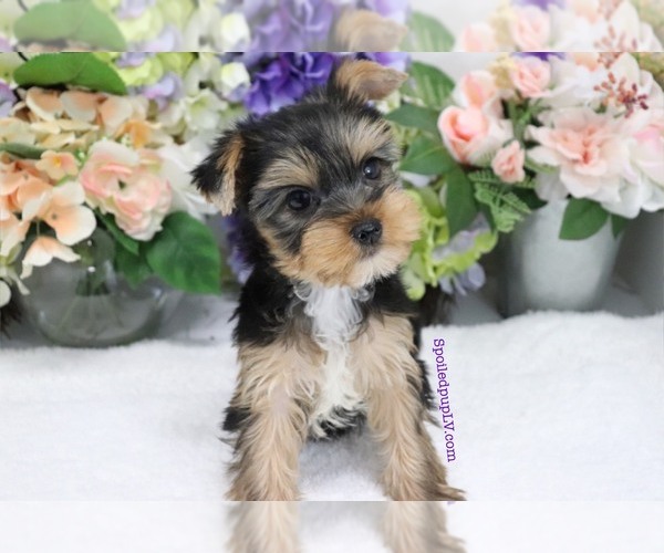Medium Photo #6 Yorkshire Terrier Puppy For Sale in LAS VEGAS, NV, USA