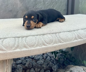 Dachshund Puppy for sale in WEBSTER, FL, USA