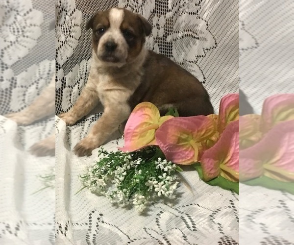Medium Photo #10 Australian Shepherd Puppy For Sale in FORDLAND, MO, USA