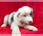 Small #11 Australian Shepherd