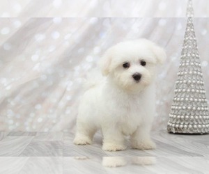 Maltipoo Puppy for sale in MARIETTA, GA, USA