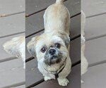 Small Photo #4 Shih Tzu Puppy For Sale in Greensboro, NC, USA