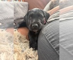 Small #2 Great Dane-Sheepadoodle Mix