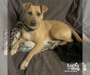 Mutt Dogs for adoption in Washington, DC, USA