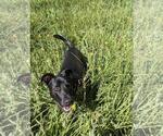 Small #1 American Pit Bull Terrier-German Shepherd Dog Mix