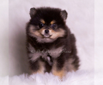 Small #2 Pomeranian