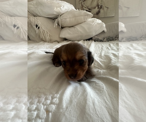 Medium Photo #3 Dachshund Puppy For Sale in SAN DIEGO, CA, USA
