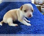 Small #6 Chihuahua
