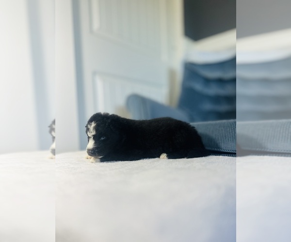 Medium Photo #4 Siberian Husky Puppy For Sale in HEMET, CA, USA