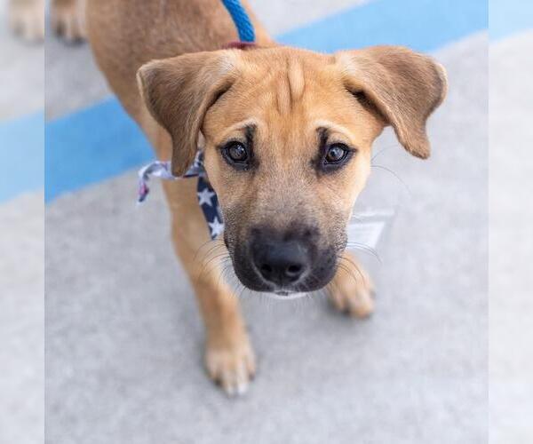 Medium Photo #10 Boxer-Unknown Mix Puppy For Sale in San Diego, CA, USA