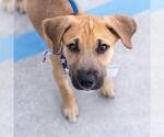 Small Photo #10 Boxer-Unknown Mix Puppy For Sale in San Diego, CA, USA