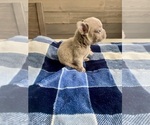 Small Photo #16 French Bulldog Puppy For Sale in EASTVALE, CA, USA