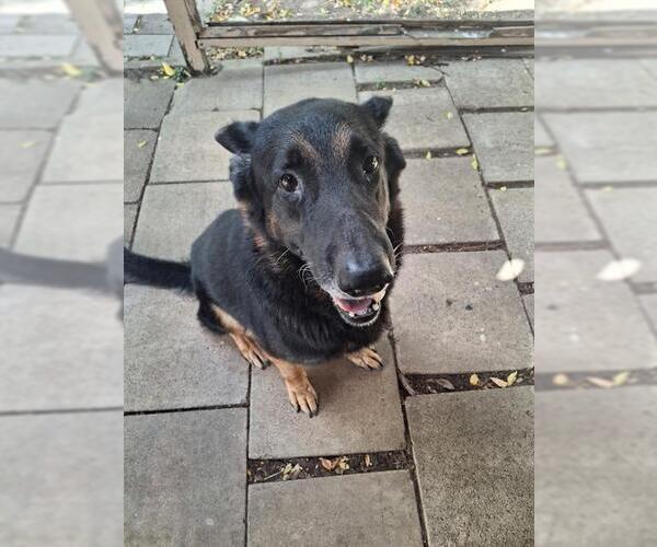 Medium Photo #2 German Shepherd Dog Puppy For Sale in San Antonio, TX, USA